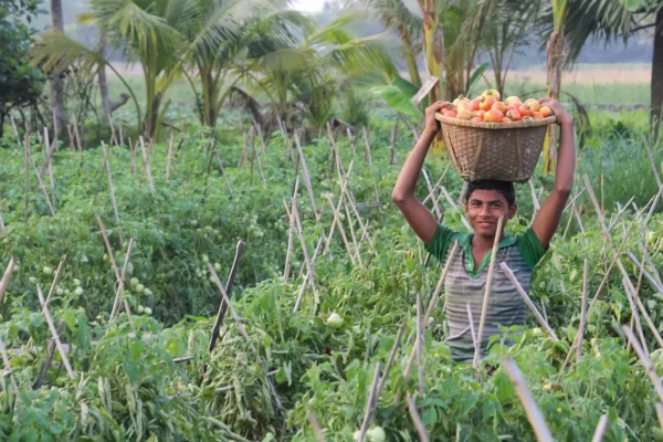 Oportunidades econômicas para pequenos agricultores