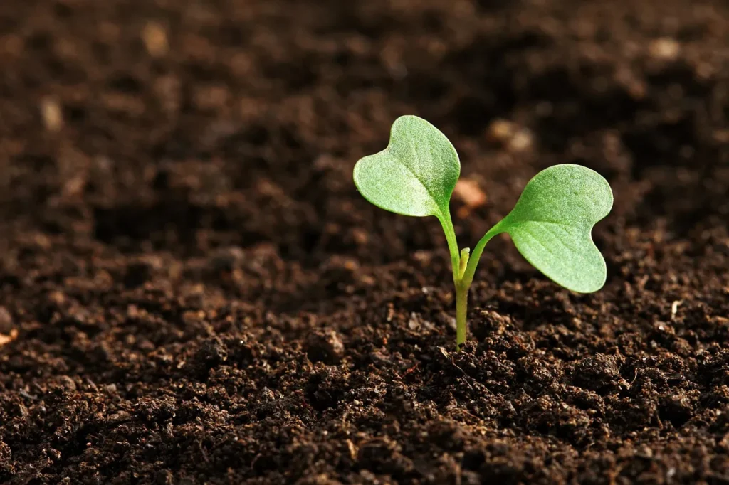 Comece agora a construir um futuro mais verde e próspero adotando a agrofloresta