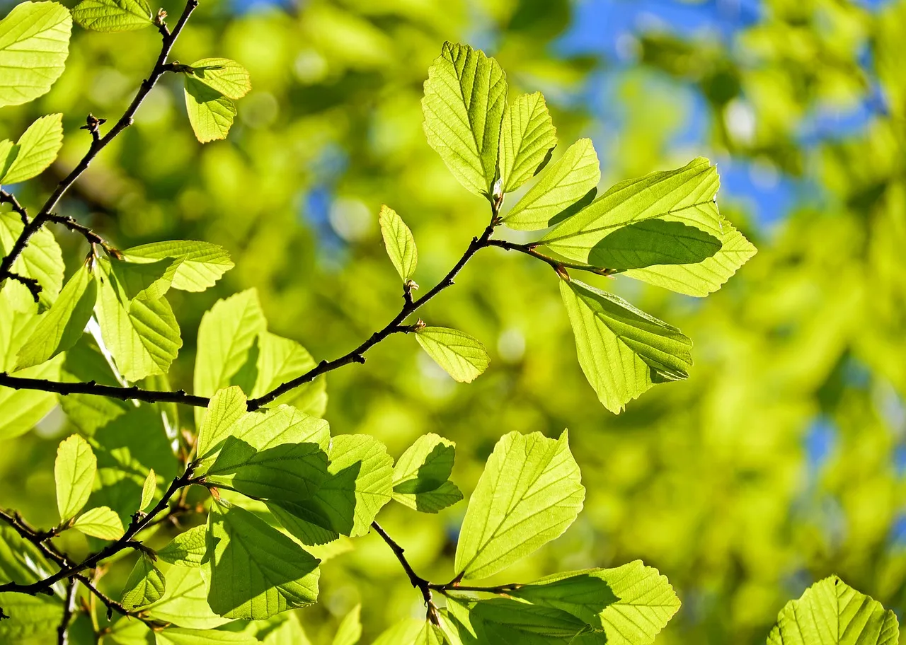 Agrofloresta: O equilíbrio entre a produção agrícola e a preservação ambiental