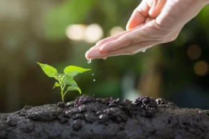 Agrofloresta e Agroecologia: Soluções Sustentáveis para Alcançar os ODS